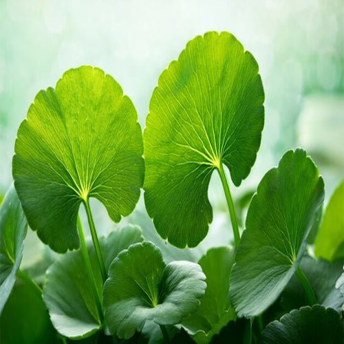 Centella Asiatica Extract - Brahmi Booti