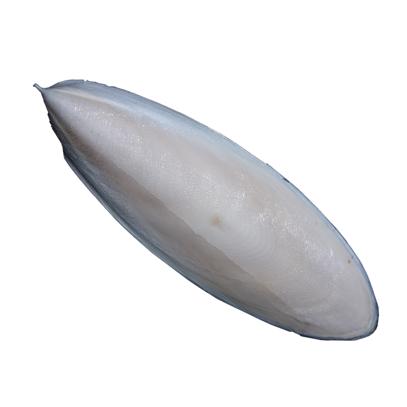 Cuttlefish Bone