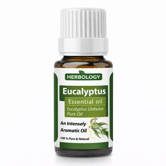 Eucalyptus essential oil pure steam distilled oil used for aromatherapy skincare soaps candles and natural cleaning products