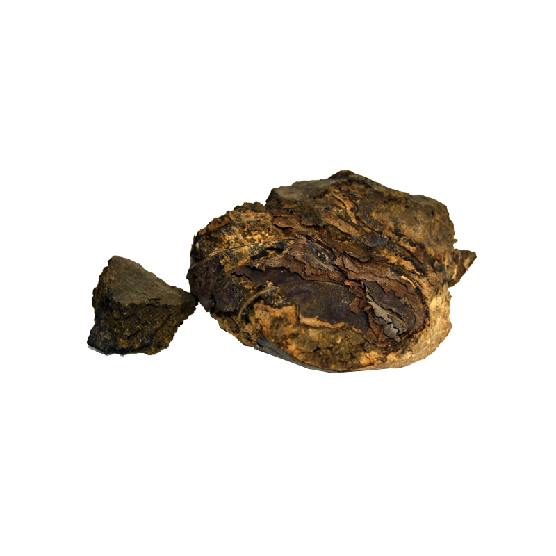 Indian Tree Turmeric