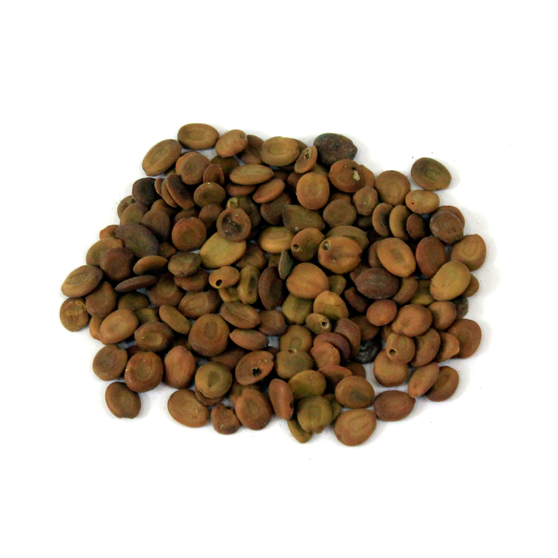 Lebbek Tree Seeds