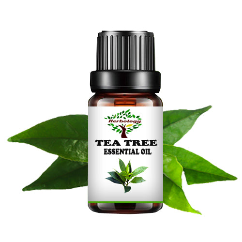 Tea tree Essential oil