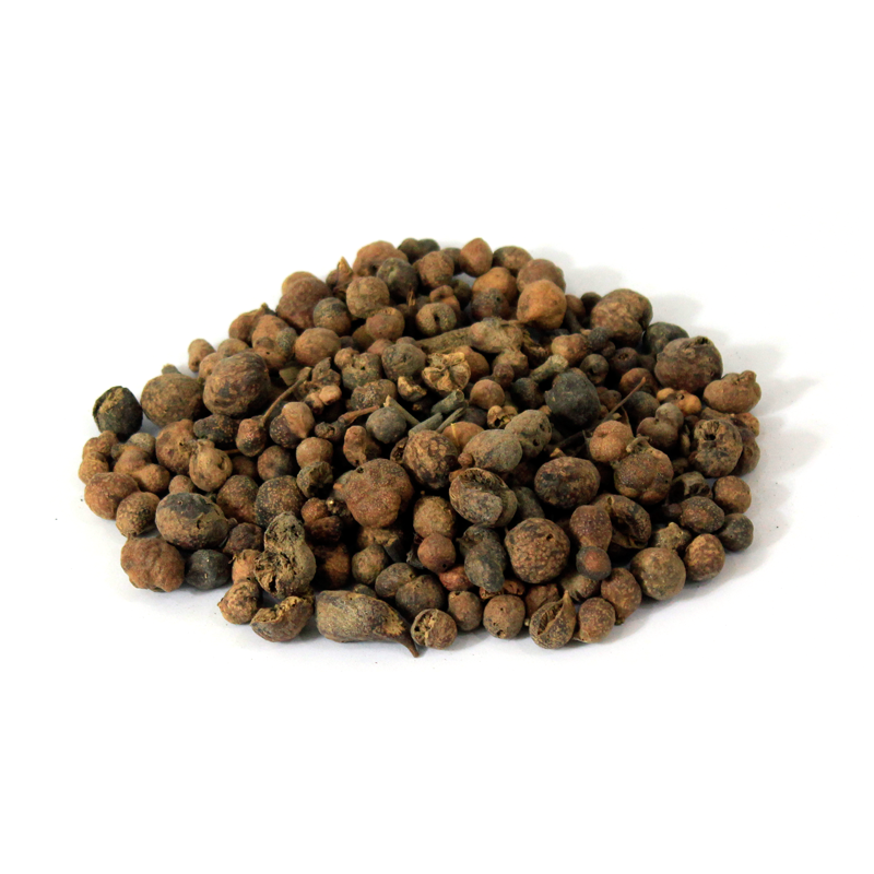 australia pine tree fruit