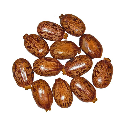 castor bean