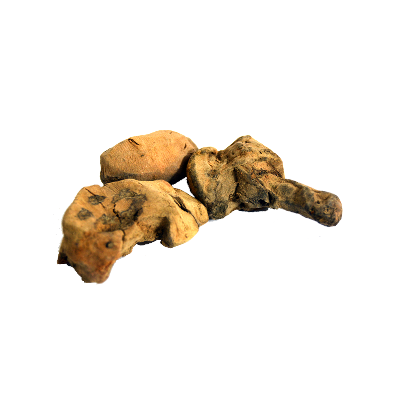 china root
