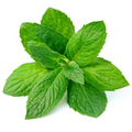 Mint Essence Flavour Oil